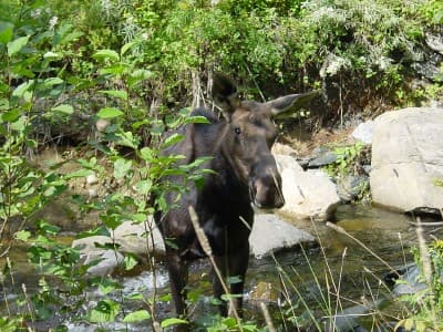 Hay Brook Moose Encounter campsite in KI Jo-Mary